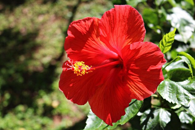 Foto flor de hibisco