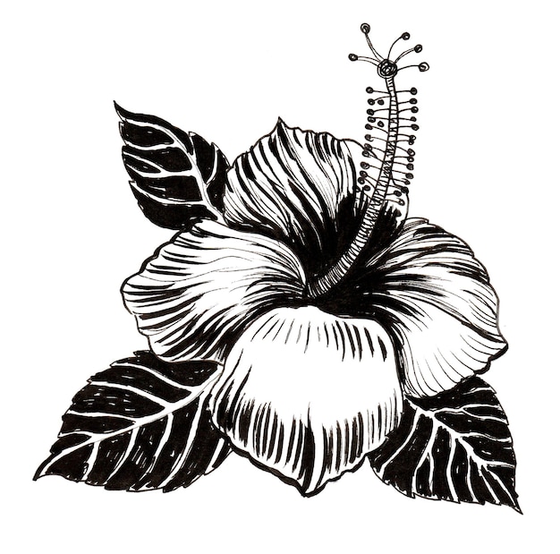 Flor Hibiscus. Dibujo a tinta en blanco y negro