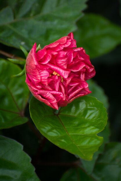 Flor Hibiscus