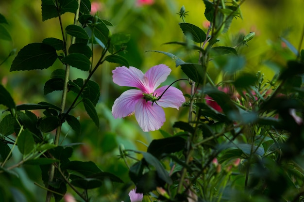 Flor Hibiscus