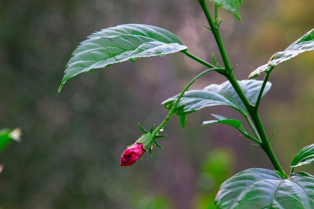 Flor Hibiscus