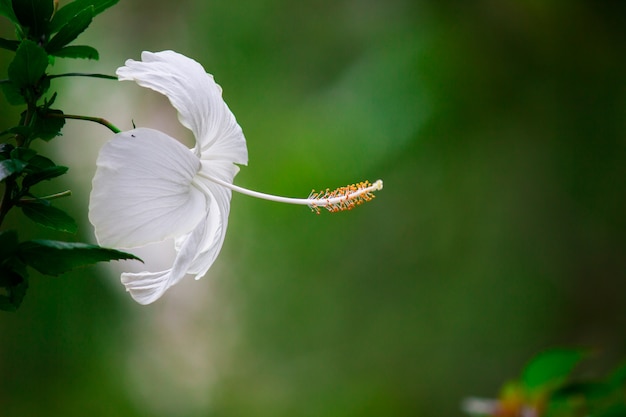 Flor Hibiscus