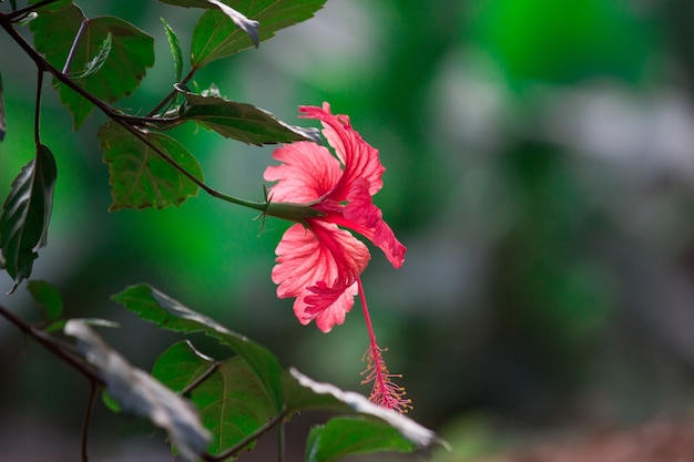 Flor Hibiscus