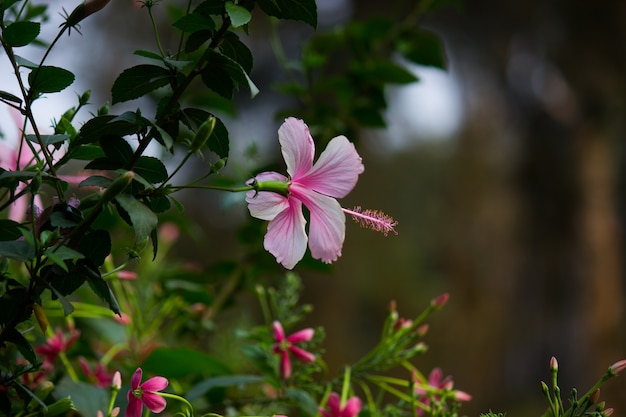 Flor Hibiscus