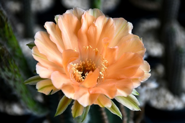 Flor híbrida de Echinopsis naranja sobre fondo oscuro