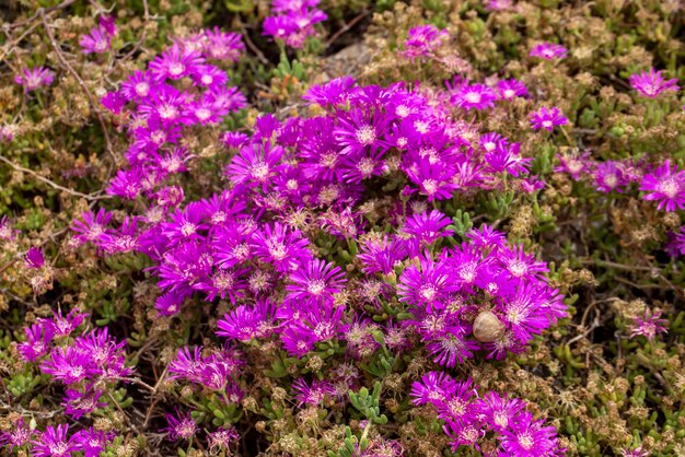 Flor de hiedra en color rosa. Nombre científico; Drosanthemum floribundum