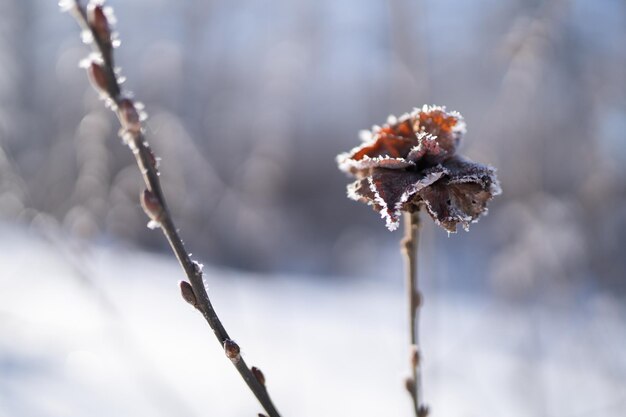 Una flor con hielo