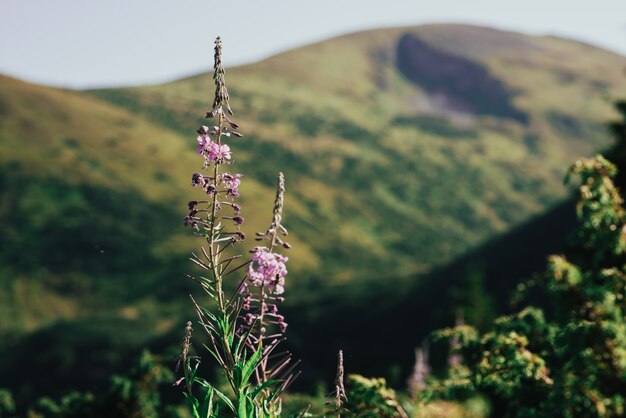 Flor de hierba al lado de la montaña