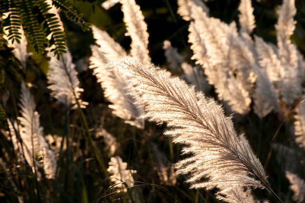 Foto flor de hierba blanca en el día del atardecer