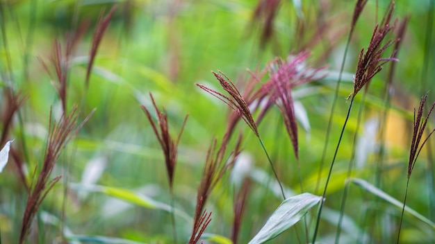 Flor de la hierba en el campo