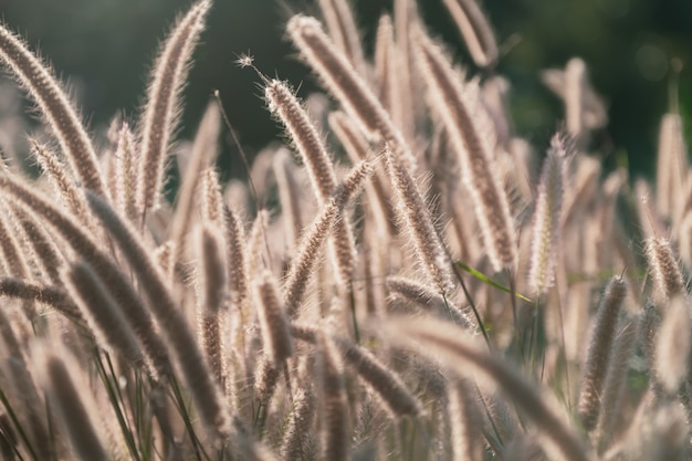 Foto flor de hierba contra la luz solar