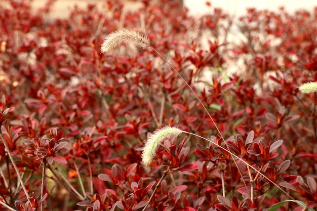 Foto flor de hierba en corea