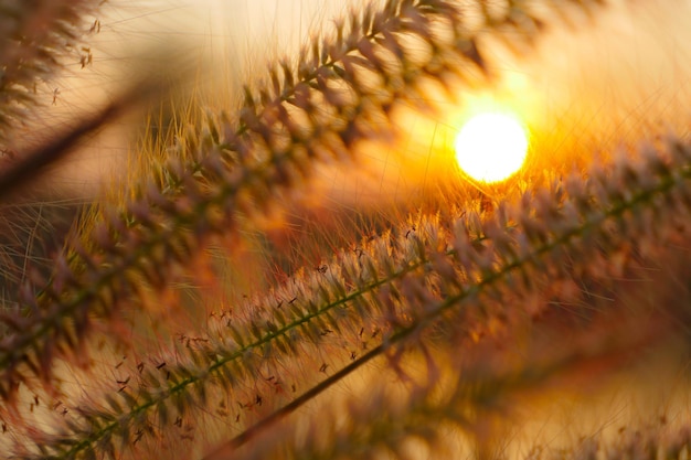 Flor de hierba en el fondo del atardecer