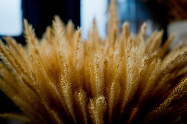 flor de la hierba, fondo del campo de la naturaleza