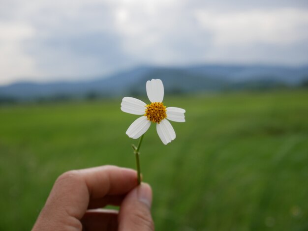 Flor de la hierba en el fondo de la naturaleza, flor blanca en la mano