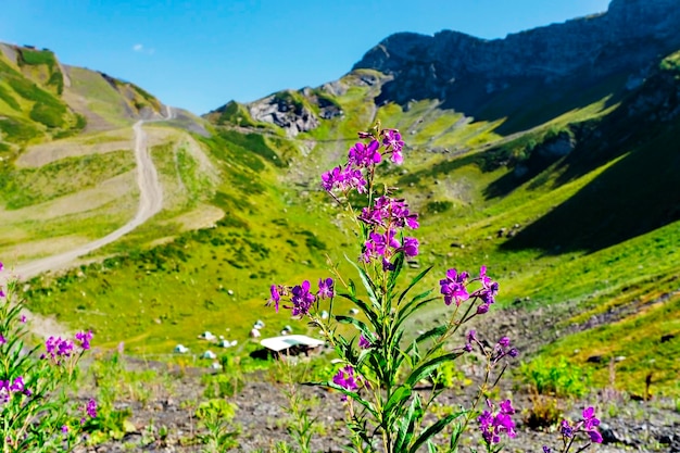 Flor de hierba de fuego de primer plano en el fondo de las verdes montañas del Cáucaso