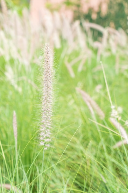 flor de la hierba en el jardin