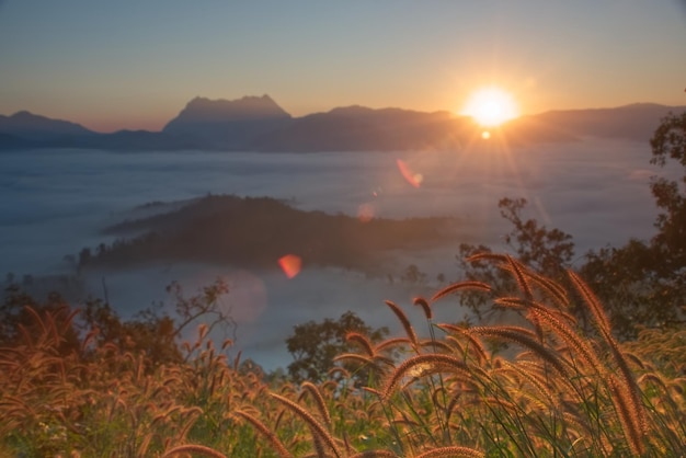 Una flor de hierba naranja brillante con un mar esponjoso de niebla cubre un valle forestal en una mañana