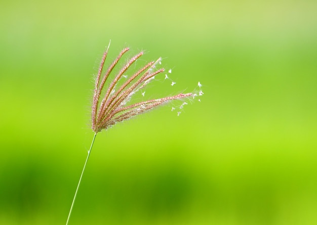 Flor de hierba en la naturaleza verde