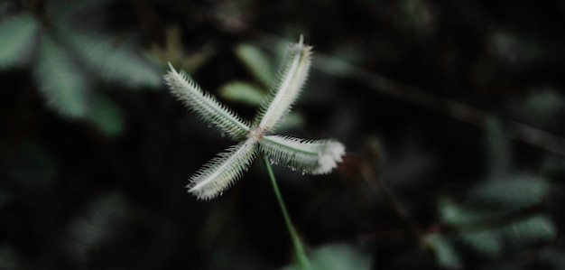 flor de hierba tropical verde que florece en Tailandia