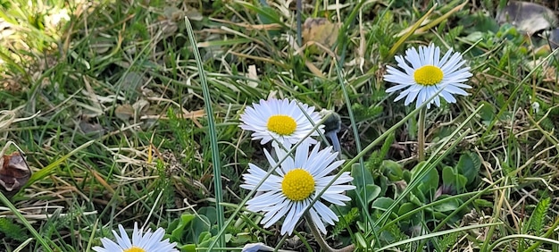 Una flor en la hierba