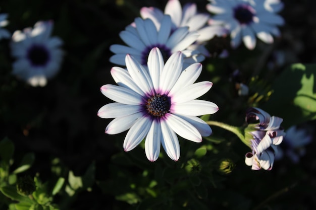 Una flor en la hierba