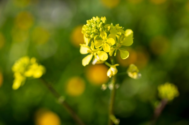 Flor de hierbas mostaza en la naturaleza. foto flora.