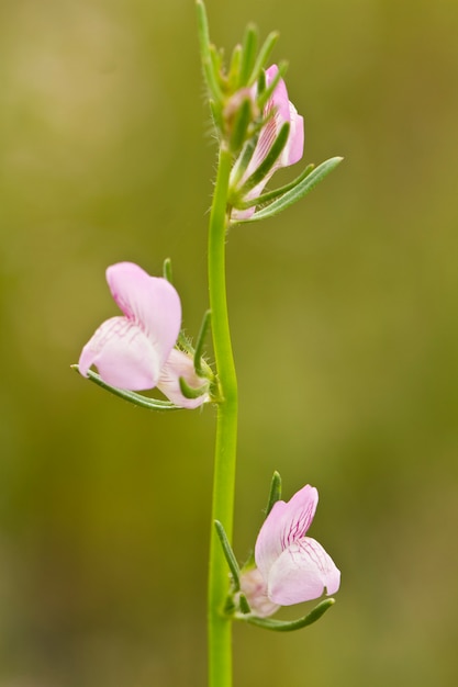 Flor de hocico de comadreja (Misopates orontium)