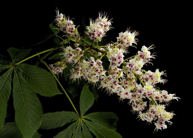 Flor y hoja Aesculus hippocastanum nombre común castaño de caballo