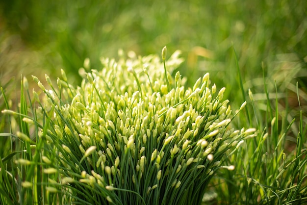 Foto flor de hoja de cebollino