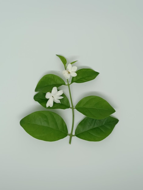 Flor y hoja de jazmín aisladas sobre fondo blanco