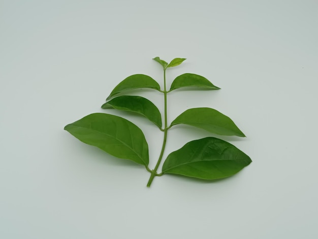 Flor y hoja de jazmín aisladas sobre fondo blanco