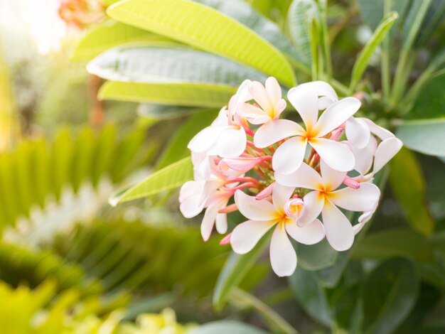 Flor de hoja en el sol de la mañana, Plumeria