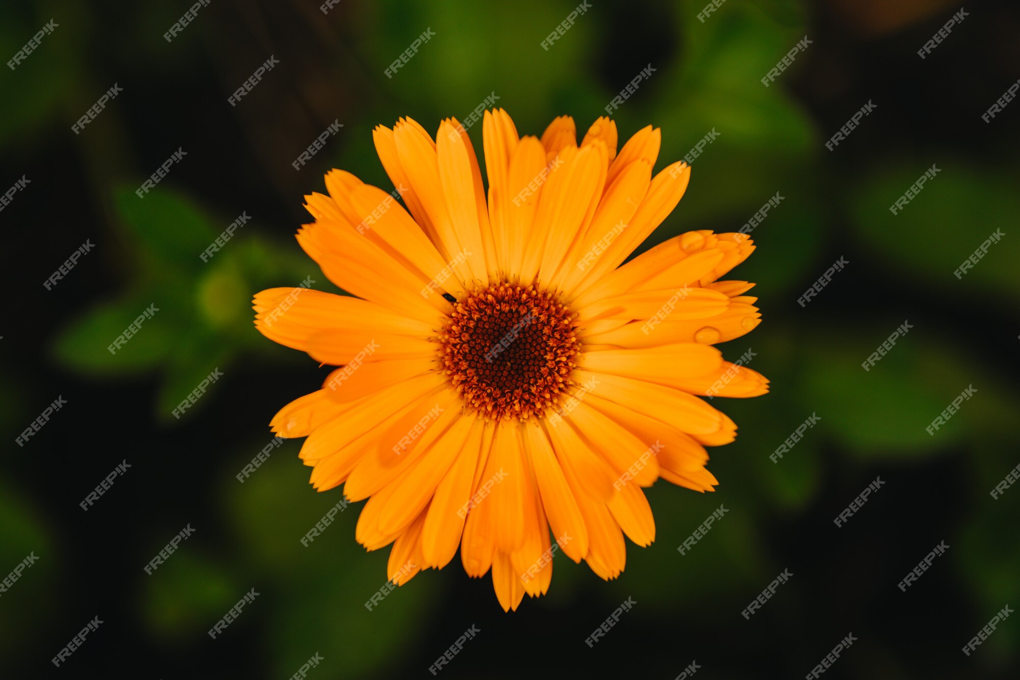 Flor con hojas de caléndula (calendula officinalis, maceta, jardín o  caléndula inglesa) en la naturaleza verde borrosa. caléndula en el soleado  día de verano. ciérrese para arriba de la hierba medicinal de la caléndula.  | Foto Premium