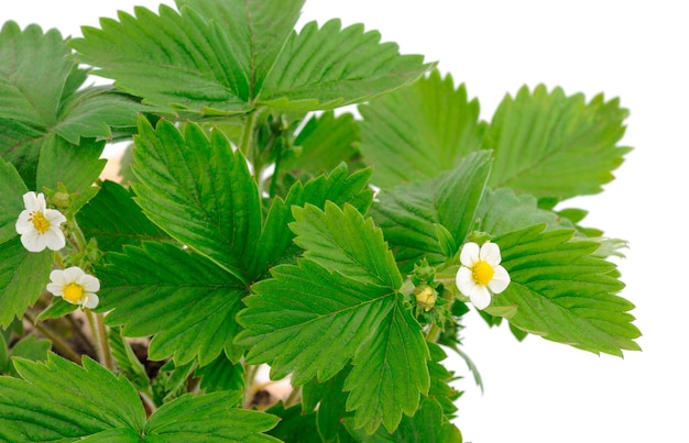 flor y hojas de fresa