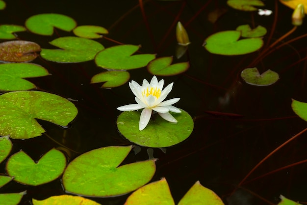 Flor y hojas de nenúfar en el estanque