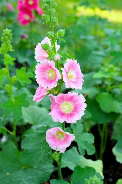 La flor de hollyhock floreciendo en el parque