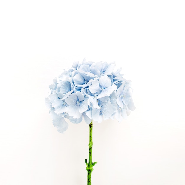 Flor de hortensia azul aislada sobre superficie blanca
