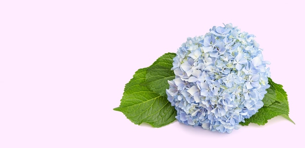 Flor de Hortensia azul con hojas