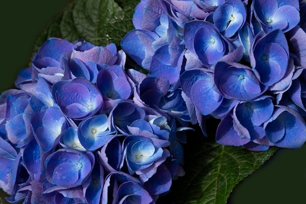 Flor de Hortensia azul Hydrangea macrophylla en el jardín, fondo de verano