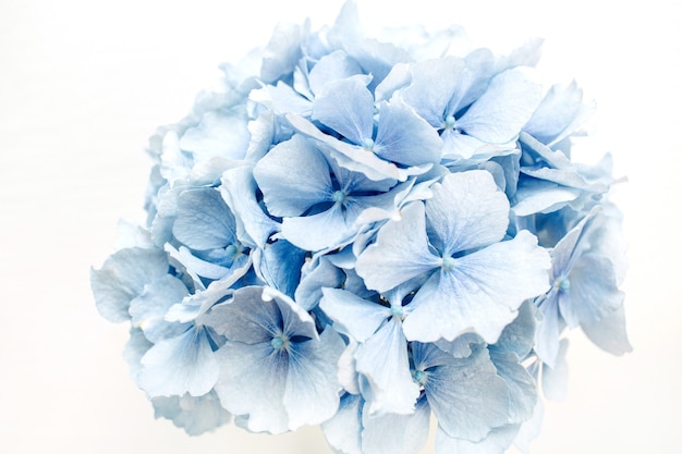 Flor de hortensia azul