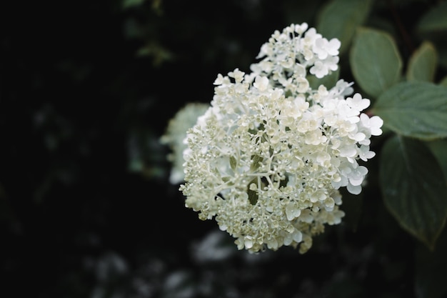 Flor de hortensia blanca Arbusto acaba de abrir hortensia