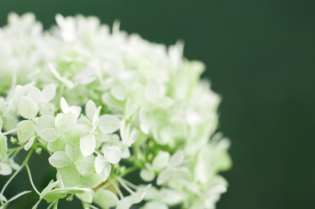 Flor de hortensia blanca con espacio de copia sobre un fondo verde