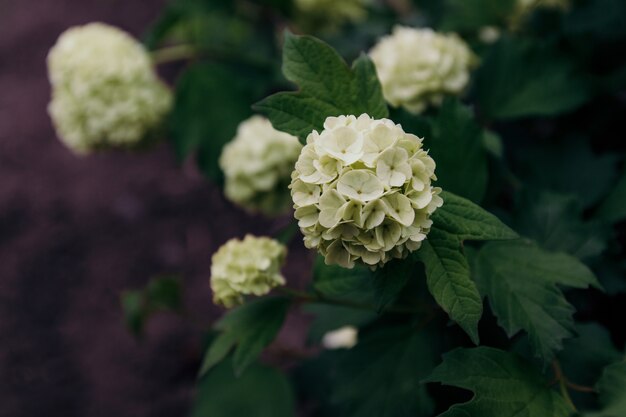 Flor de hortensia blanca hortensia