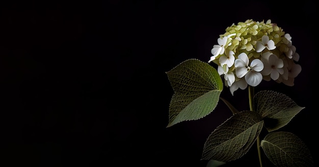 flor de hortensia en fondo negro