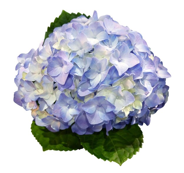 Foto flor de hortensia con hojas aisladas sobre un fondo blanco