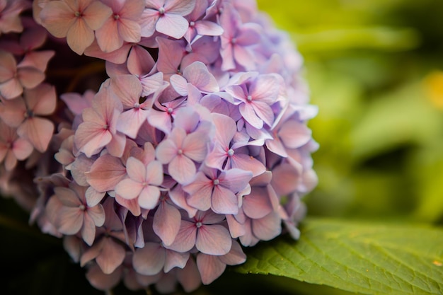 Flor de Hortensia. Hydrangea macrophylla florece en primavera y verano en un jardín.