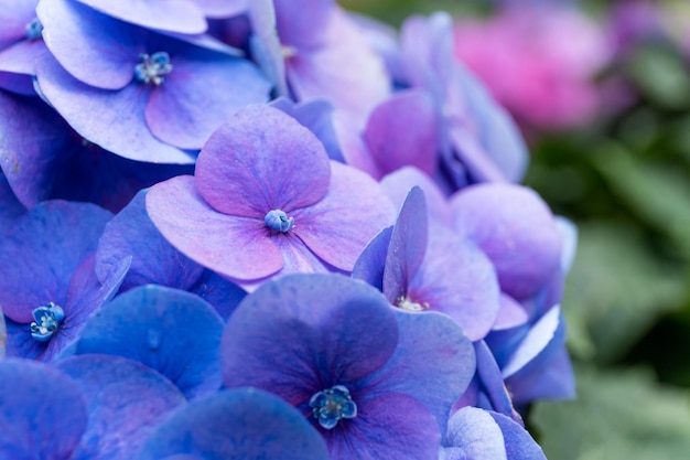 Flor de hortensia morada