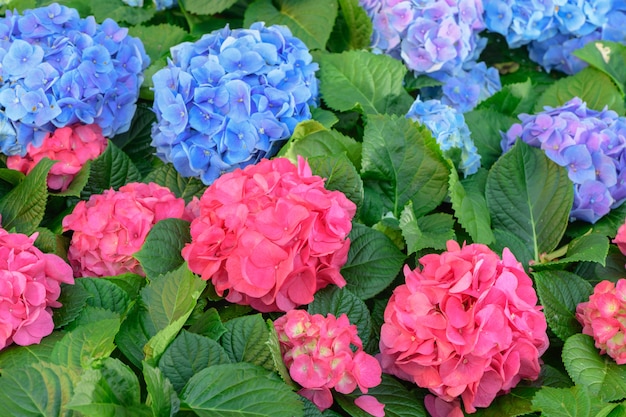 flor de Hortensia rosa y azul (Hydrangea macrophylla) en un jardín