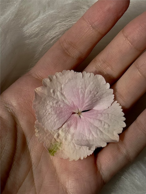 Flor de hortensia rosa en la mano